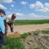 Wsiedlenie Kuropatw w łowisko 10.05.2016 obw 266 i 277